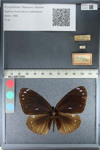 Media type: image;   Entomology 160719